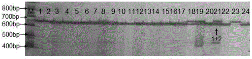 SSR labeled fingerprint of flammulina velutipes F3 strain and applications thereof