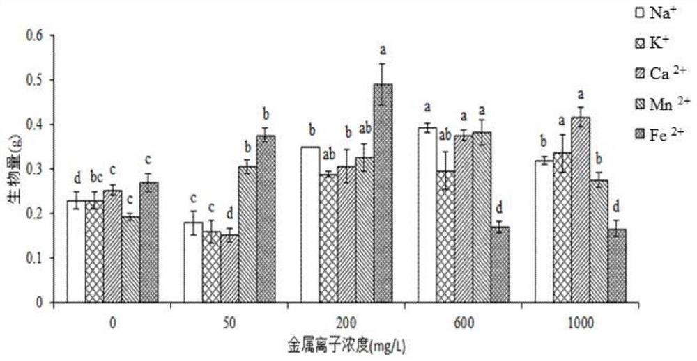 Method for increasing polysaccharide content of shiitake mushroom variety 808