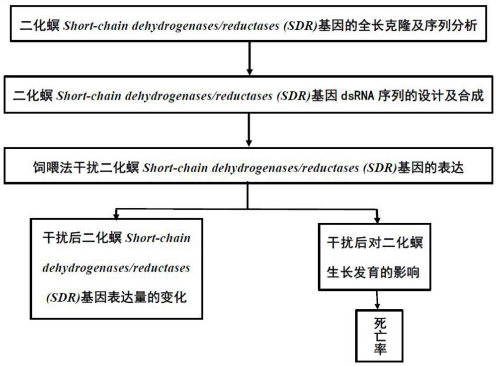 A kind of Chilo suppressalis sdr gene and its encoded protein and application, dsrna and its amplified primer pair and application