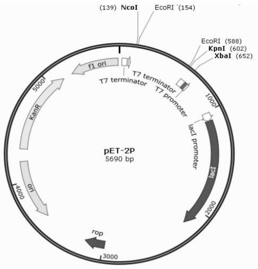 A kind of Chilo suppressalis sdr gene and its encoded protein and application, dsrna and its amplified primer pair and application