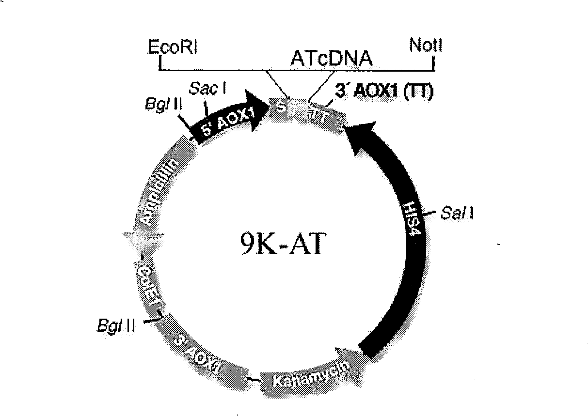 Expression method of human anti-zymoplasm III, special-purpose expression vector and engineering bacterium thereof