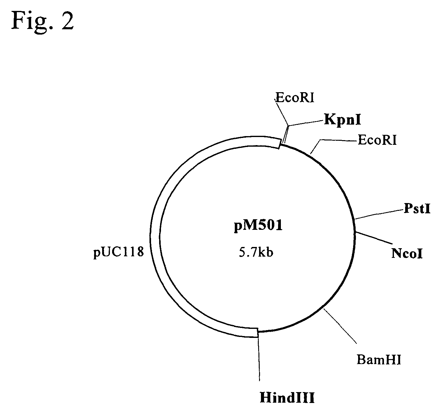 Polynucleotide encoding a thermostable amide hydrolase and methods for producing an L-α-amino acid