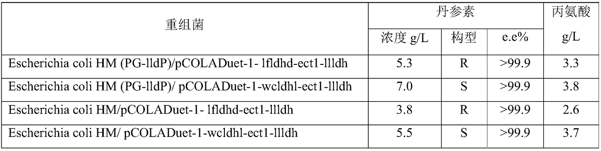 Engineering bacterium capable of co-producing Danshensu and alanine, and application thereof