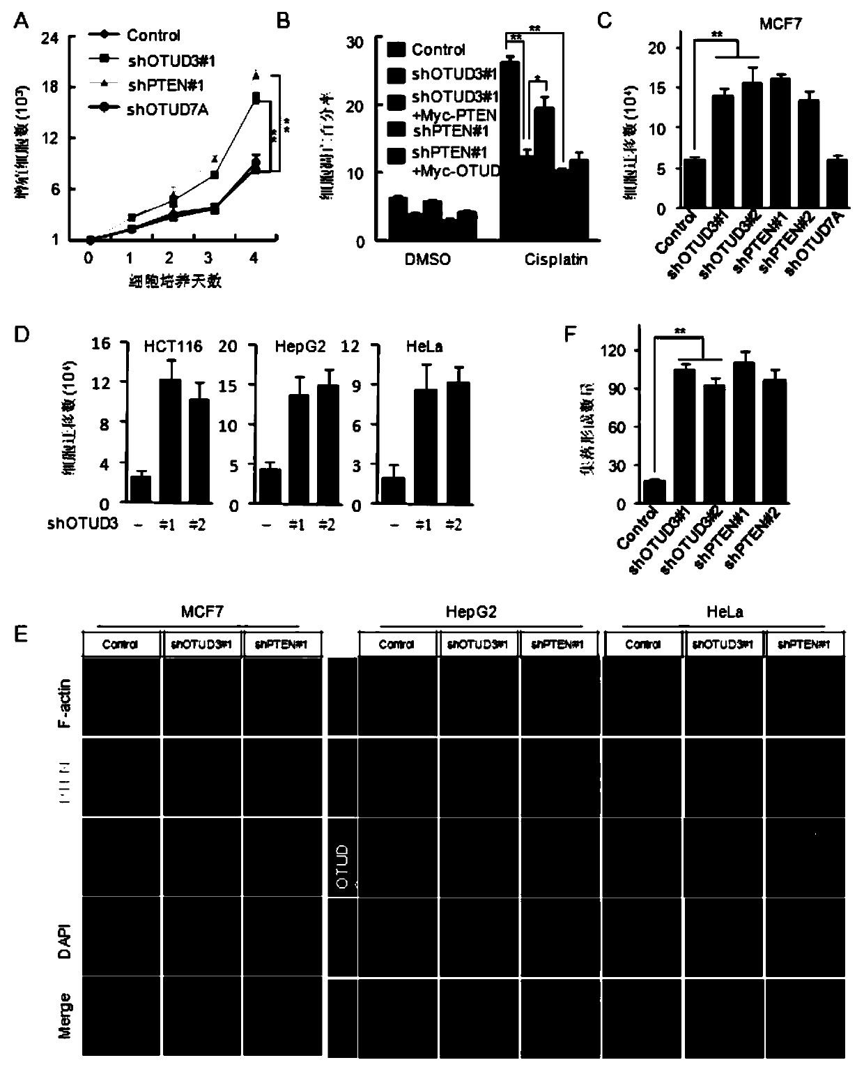 Application of OTUD3 protein in preparation of products for inhibiting tumor growth