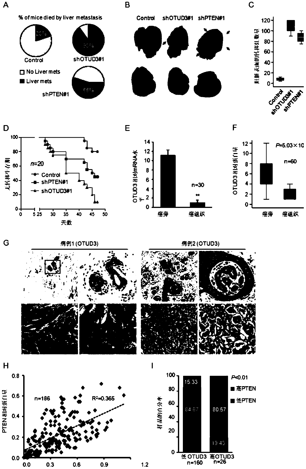 Application of OTUD3 protein in preparation of products for inhibiting tumor growth