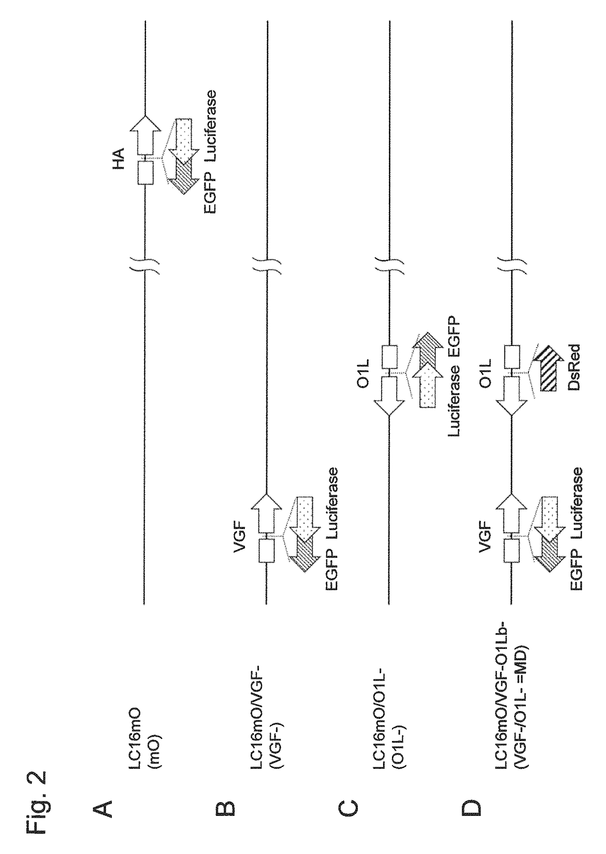 Mitogen-activated protein kinase-dependent recombinant vaccinia virus (MD-RVV) and use thereof