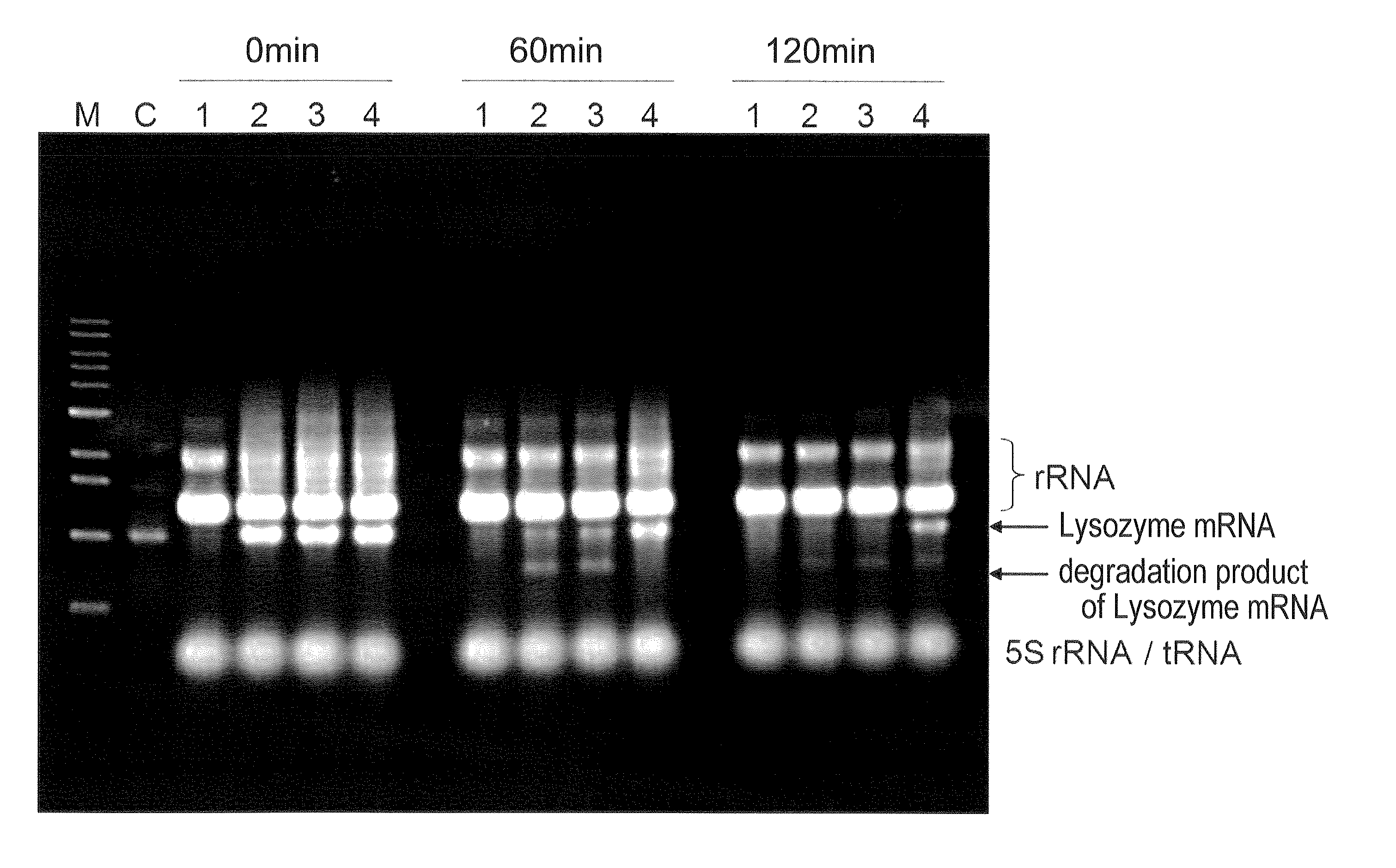 Cell-free protein synthesis method and cell-free protein synthesis reaction solution using adenosine 3',5'-bisphosphate