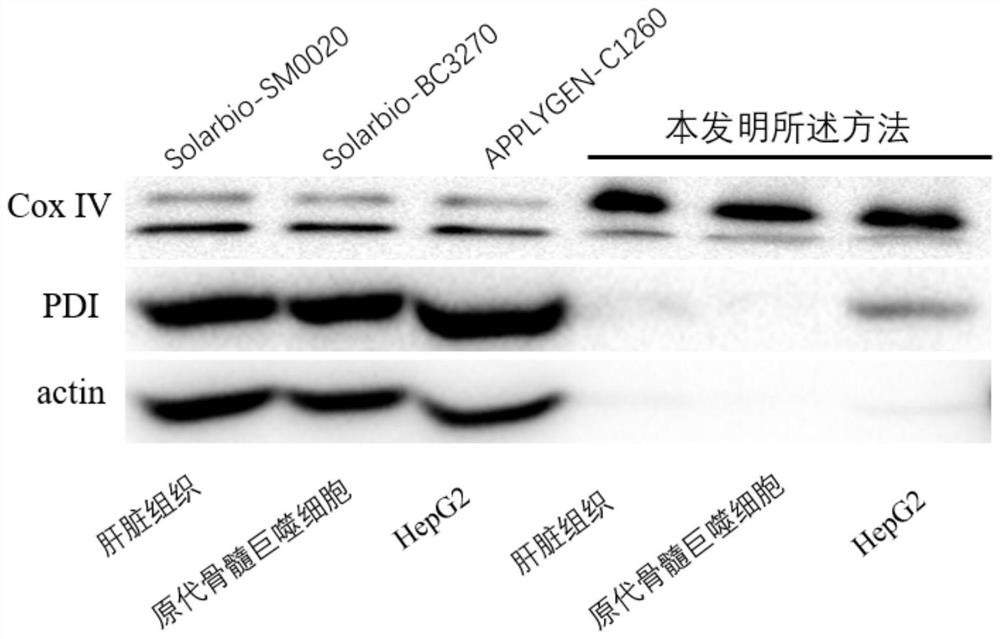 Extraction and purification method of high-activity high-purity mitochondrial