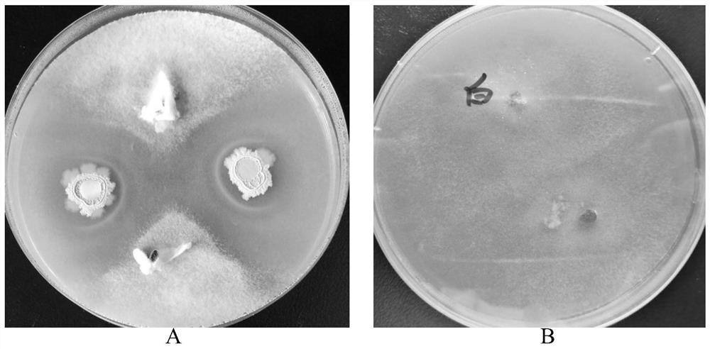 Bacillus subtilis tkm-1 and its application