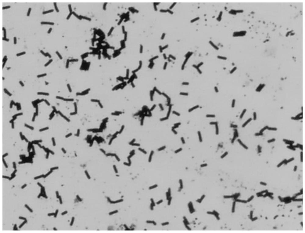 Bacillus subtilis tkm-1 and its application