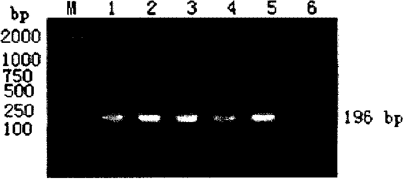 Real-time fluorescence PCR primer and probe for Asia-Europe type foot-and-mouth disease virus detection