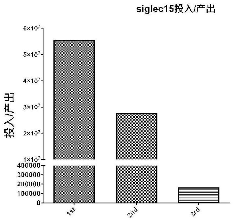 Human anti-Siglec-15 antibody and application thereof