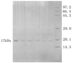 ETEC (enterotoxigenic escherichla coli) yolk antibody powder and preparation method thereof