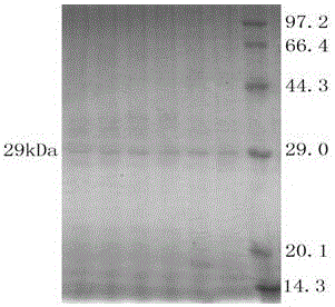 ETEC (enterotoxigenic escherichla coli) yolk antibody powder and preparation method thereof