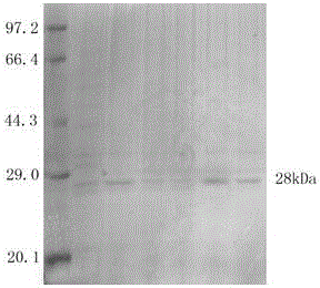 ETEC (enterotoxigenic escherichla coli) yolk antibody powder and preparation method thereof