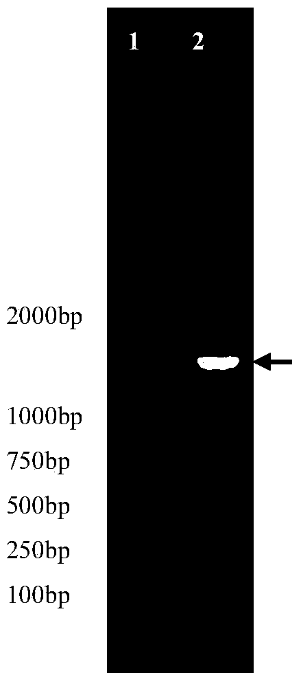 Enterobacter cloacae and its use