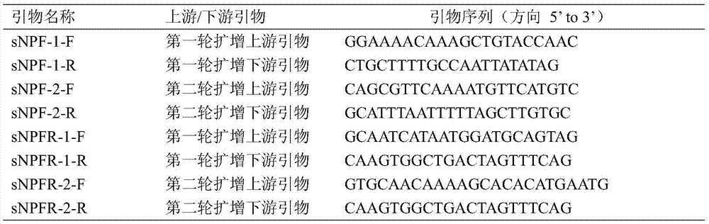 Application of neuropeptide sNPF (short neuropeptide F) and receptor gene thereof in bactrocera dorsalis specificity control agent