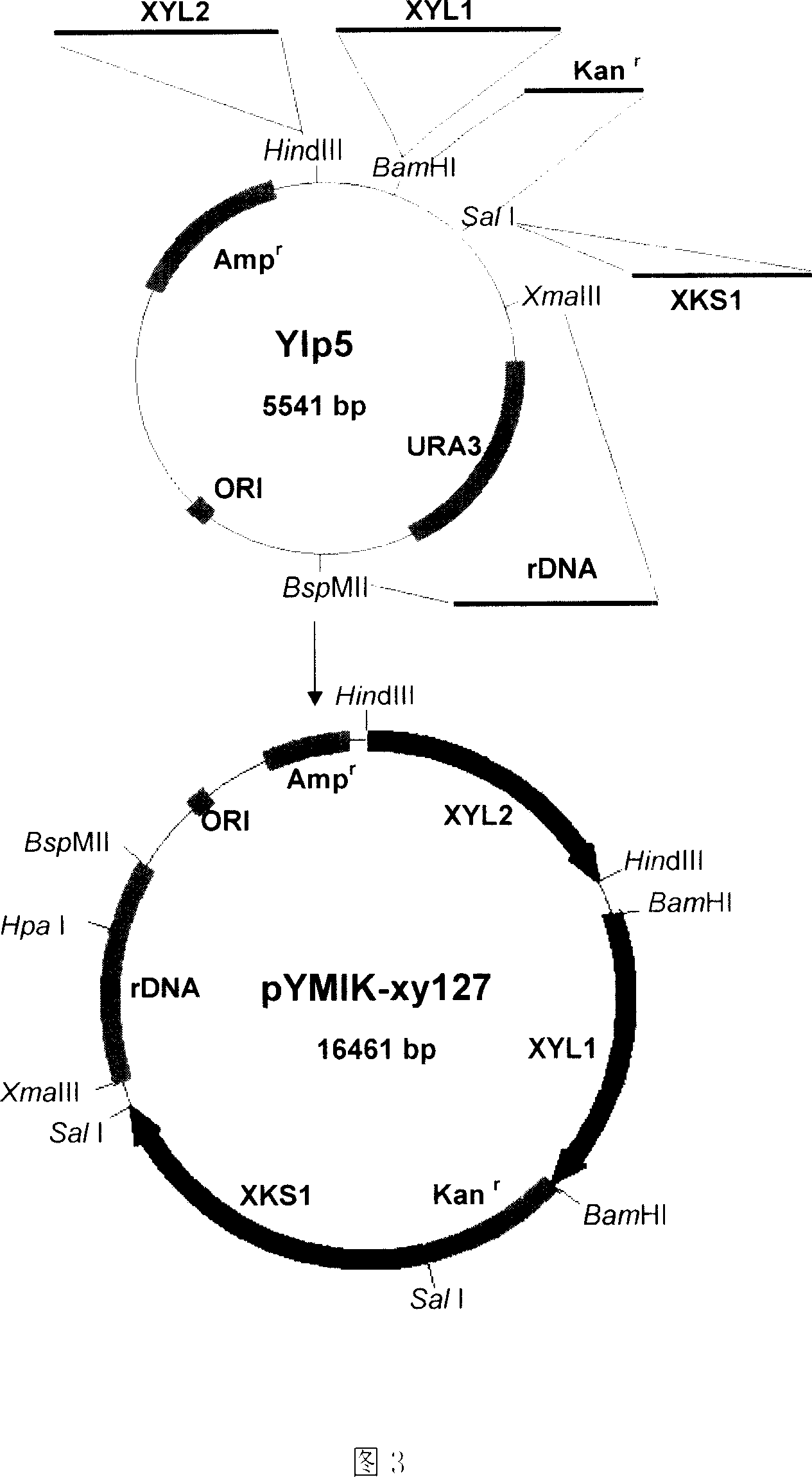 Process for producing alcohol by co-fermentation of glucose and xylose