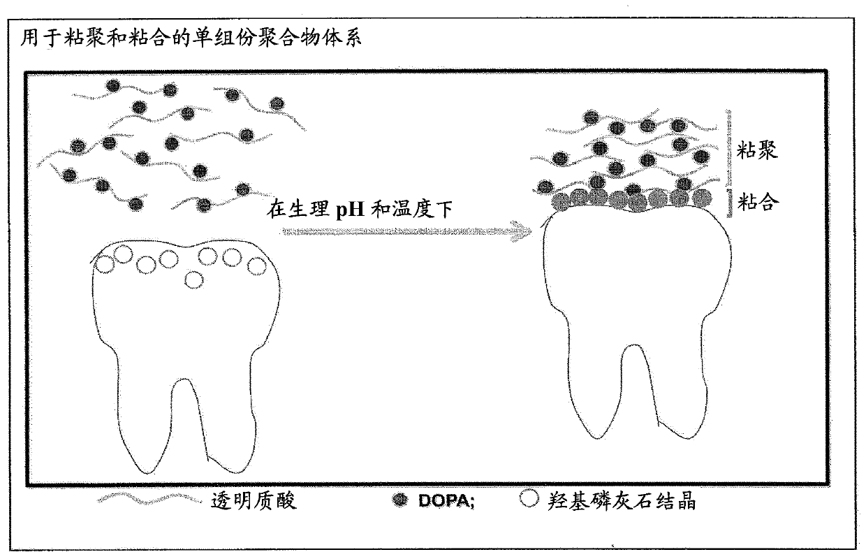 Polyphenols/peg based hydrogel system for dental varnish