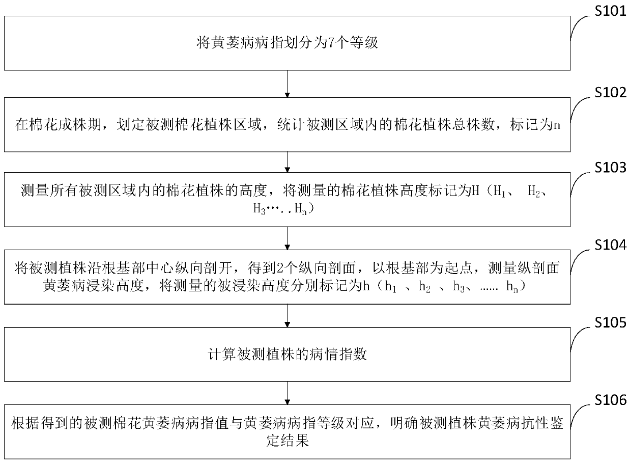 Field identification method of verticillium wilt at cotton adult-plant stage