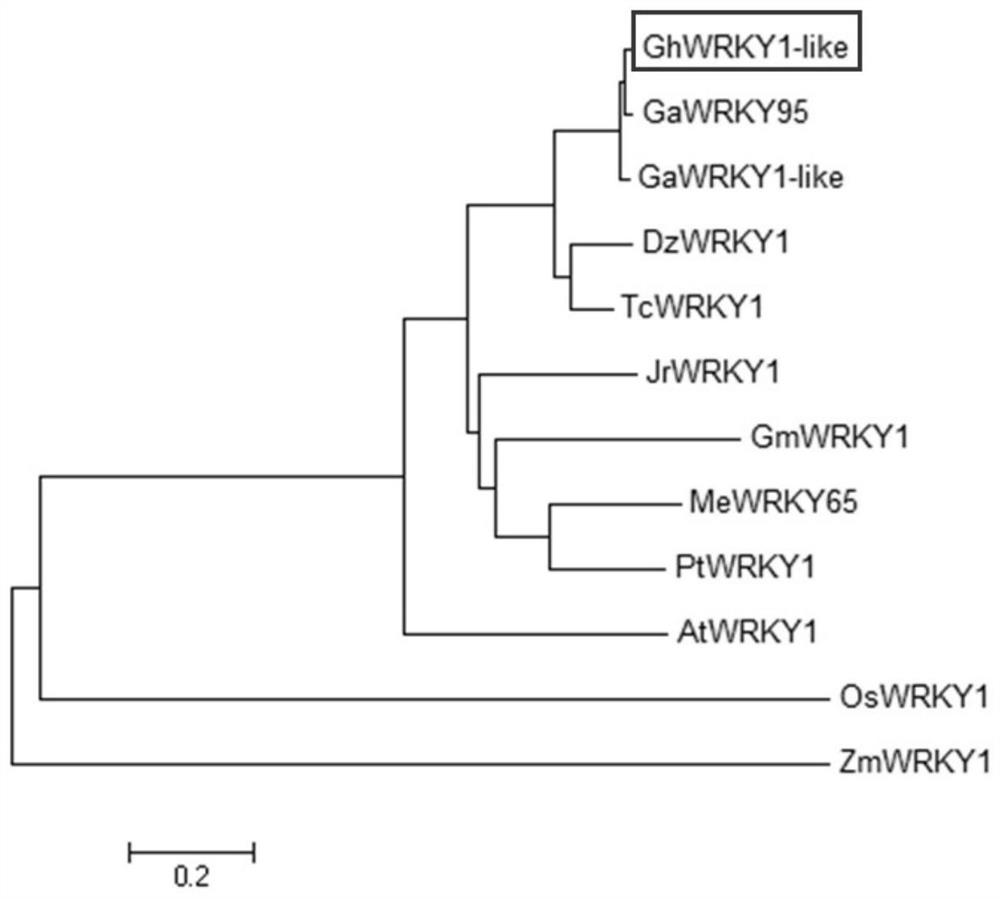 Transcription factor GhWRKY1-like gene for regulating verticillium dahliae resistance and drought resistance of cotton and application