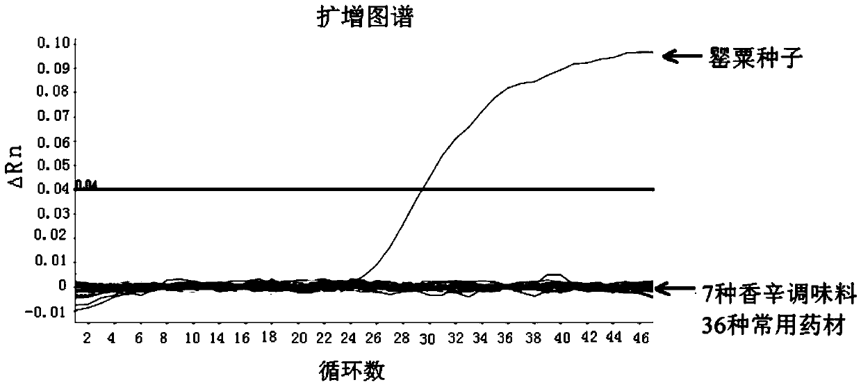 Real-time fluorescent PCR (polymerase chain reaction) detection method of opium poppy component