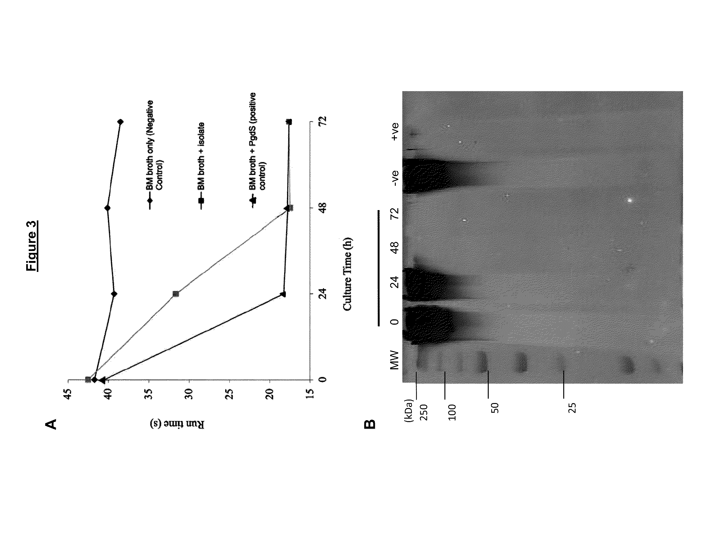 Enzyme and uses thereof