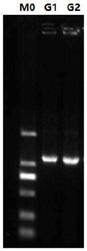 Cellulase gene gk2691 for encoding cellulase family GH30, and application thereof