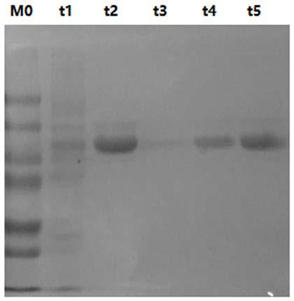 Cellulase gene gk2691 for encoding cellulase family GH30, and application thereof