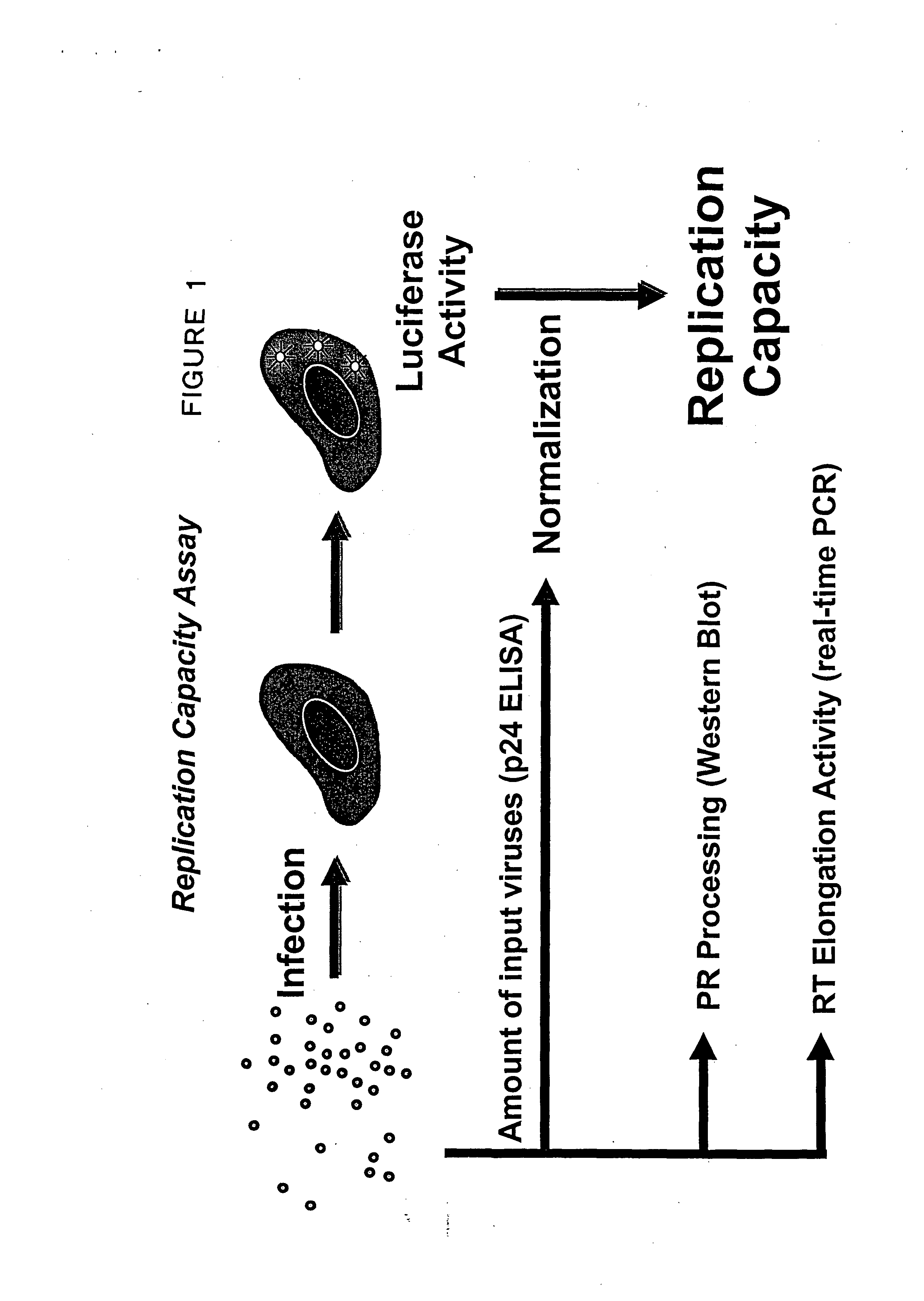 Compositions and methods for determining the replication capacity of a pathogenic virus