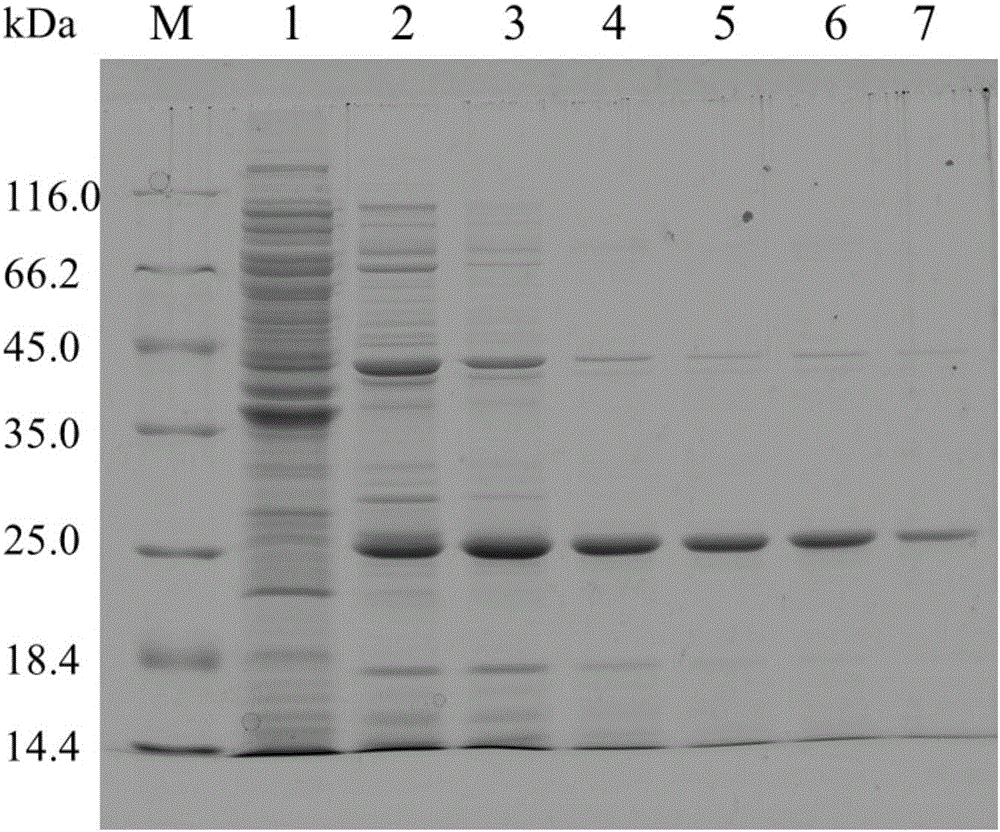 Mutant gene TlXynA_2 of xylanase TlXynA and application thereof