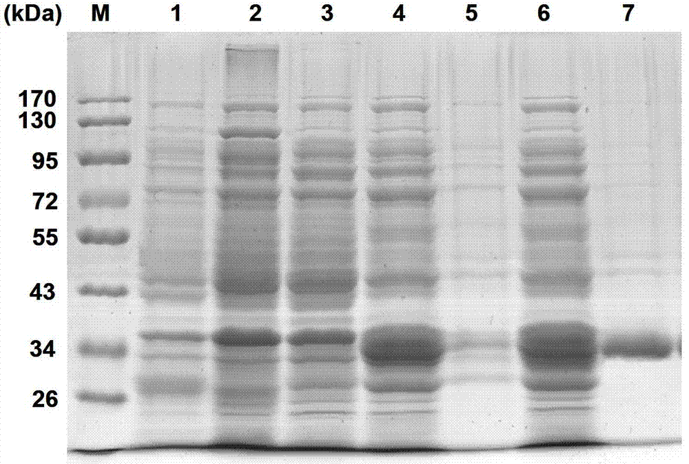 Pteromalus puparum venom Kazal serine proteinase inhibitor polypeptide and its application