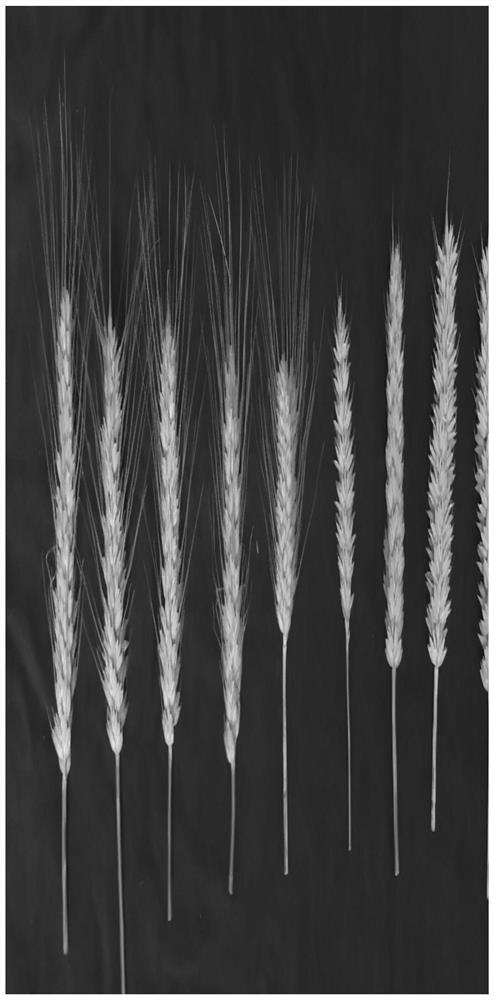 Method for creating triticale new germplasm resources based on distant hybridization technology