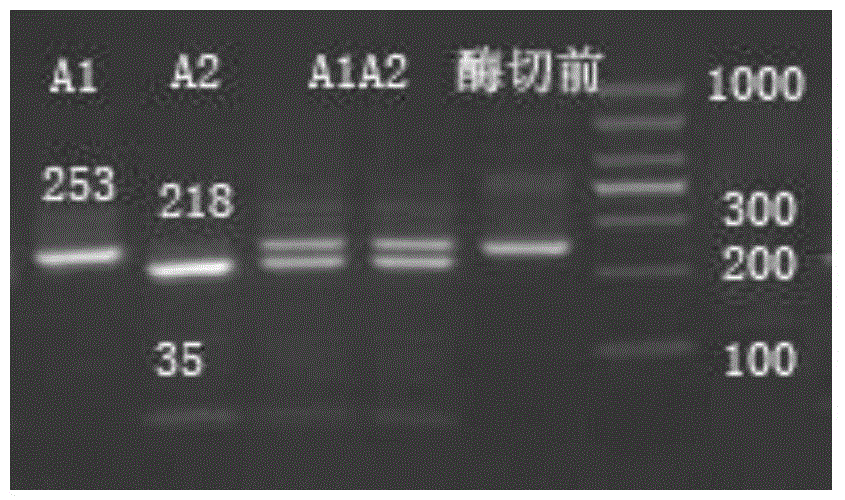 Method for detecting beta-casein genotype on basis of restriction enzyme digestion