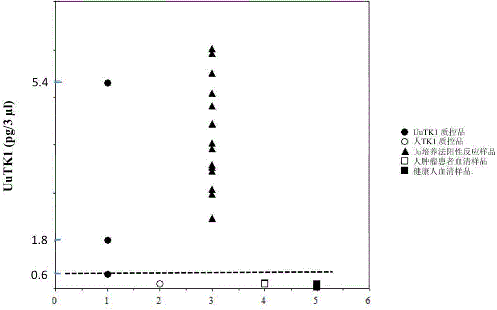 Preparation method of thymidine kinase 1 antibody and application of thymidine kinase 1 antibody in proliferation of ureaplasma urealyticum