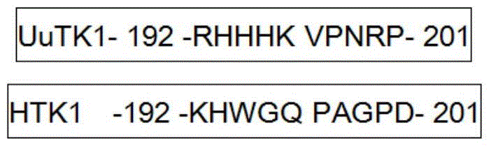 Preparation method of thymidine kinase 1 antibody and application of thymidine kinase 1 antibody in proliferation of ureaplasma urealyticum