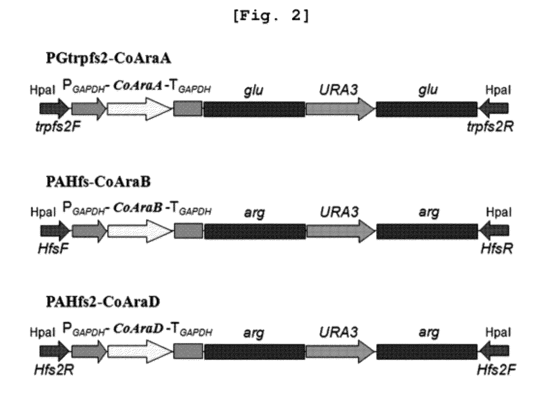 Xylitol Producing Microorganism Introduced with Arabinose Metabolic Pathway and Production Method of Xylitol Using the Same