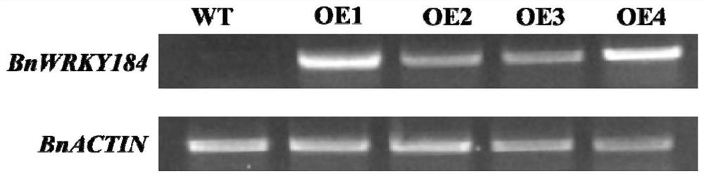 Rapeseed transcription factor bnwrky184, cloning method, vector, host cell and application