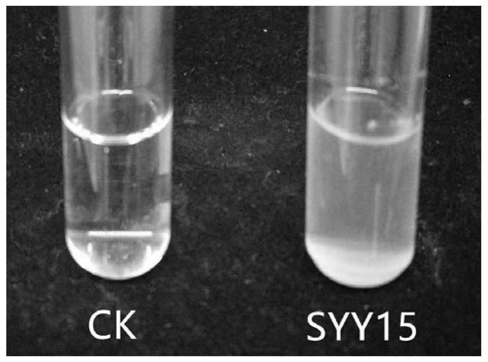 Bacillus acid fast growing bacillus syy15 and its application