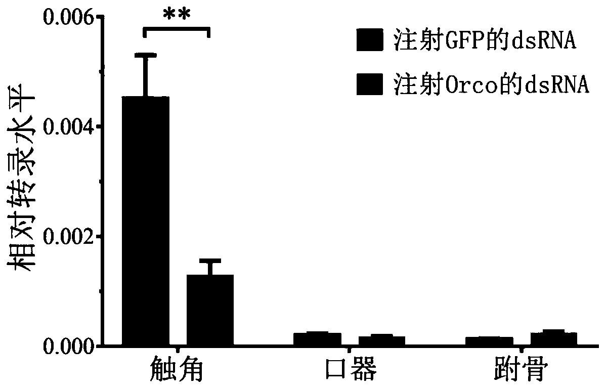 DsRNA designed based on Orco gene of periplaneta americana, and coding gene, preparation method and application thereof