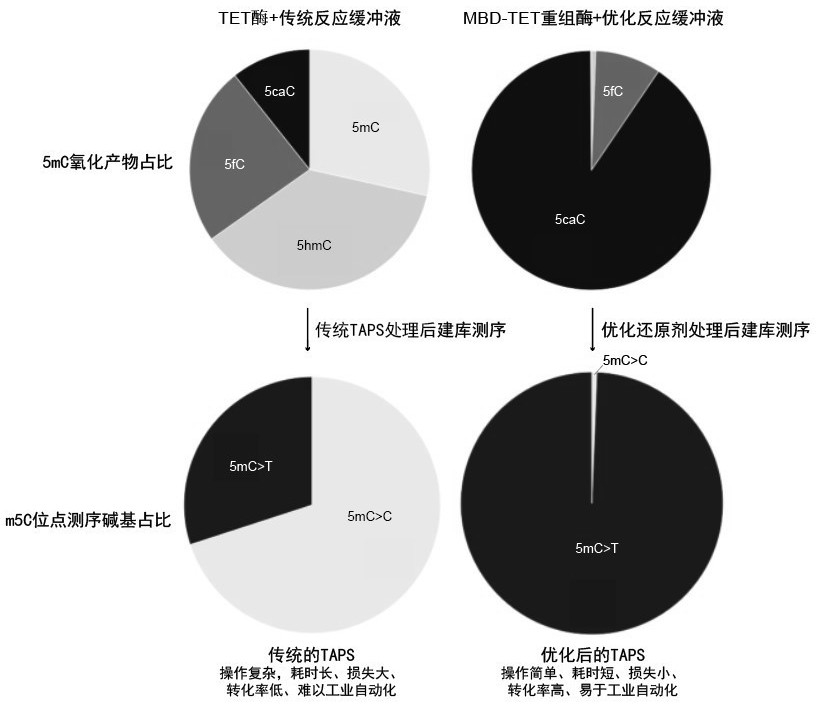 Recombinant protein structural domain enhanced TET enzyme and whole genome DNA methylation detection method