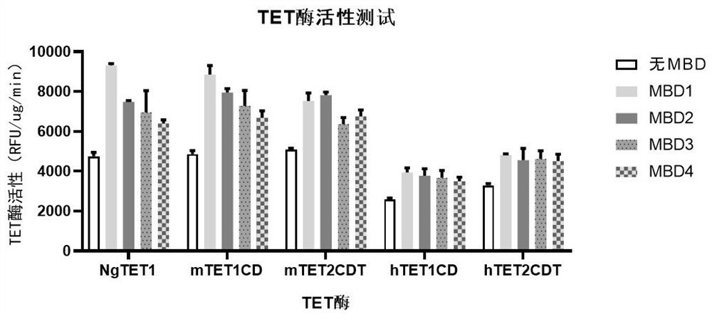 Recombinant protein structural domain enhanced TET enzyme and whole genome DNA methylation detection method