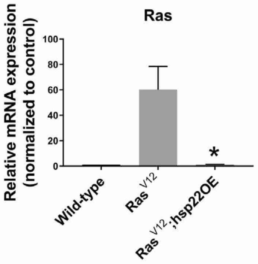 Application of drosophila melanogaster Hsp22 protein in preparation of anti-tumor drug