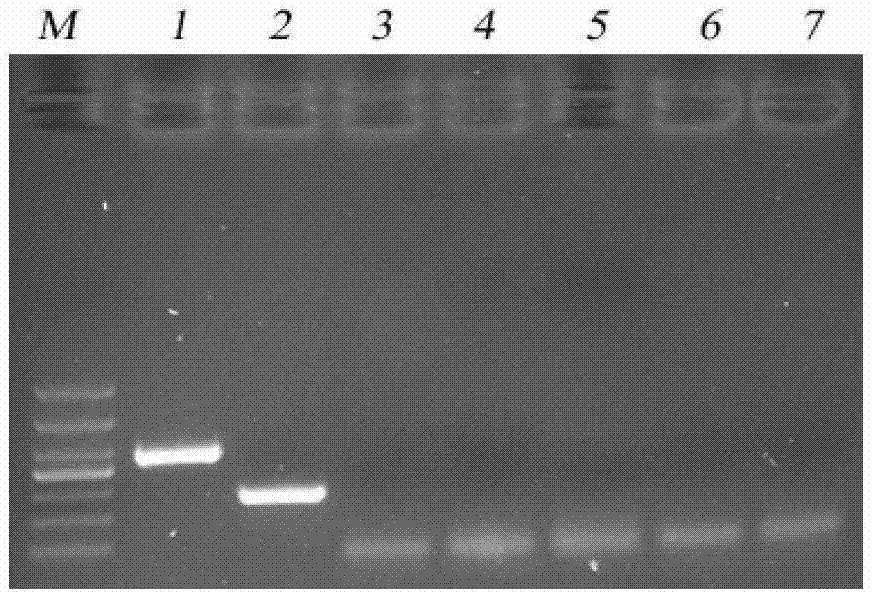 Double-PCR (polymerase chain reaction) method for detecting iridovirus of micropterus salmoides