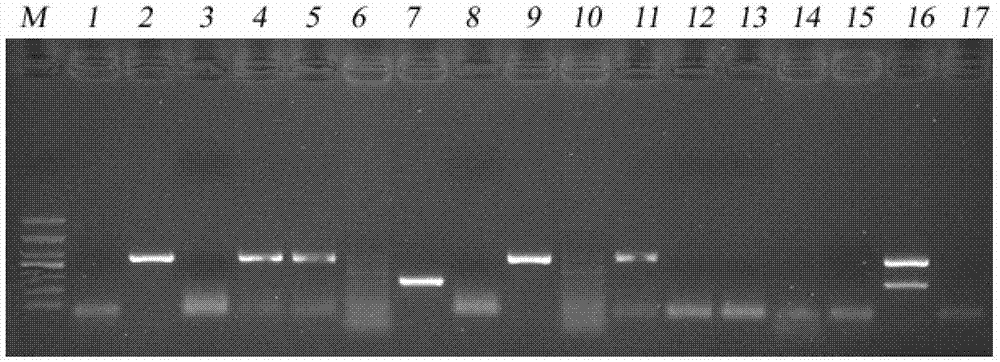 Double-PCR (polymerase chain reaction) method for detecting iridovirus of micropterus salmoides