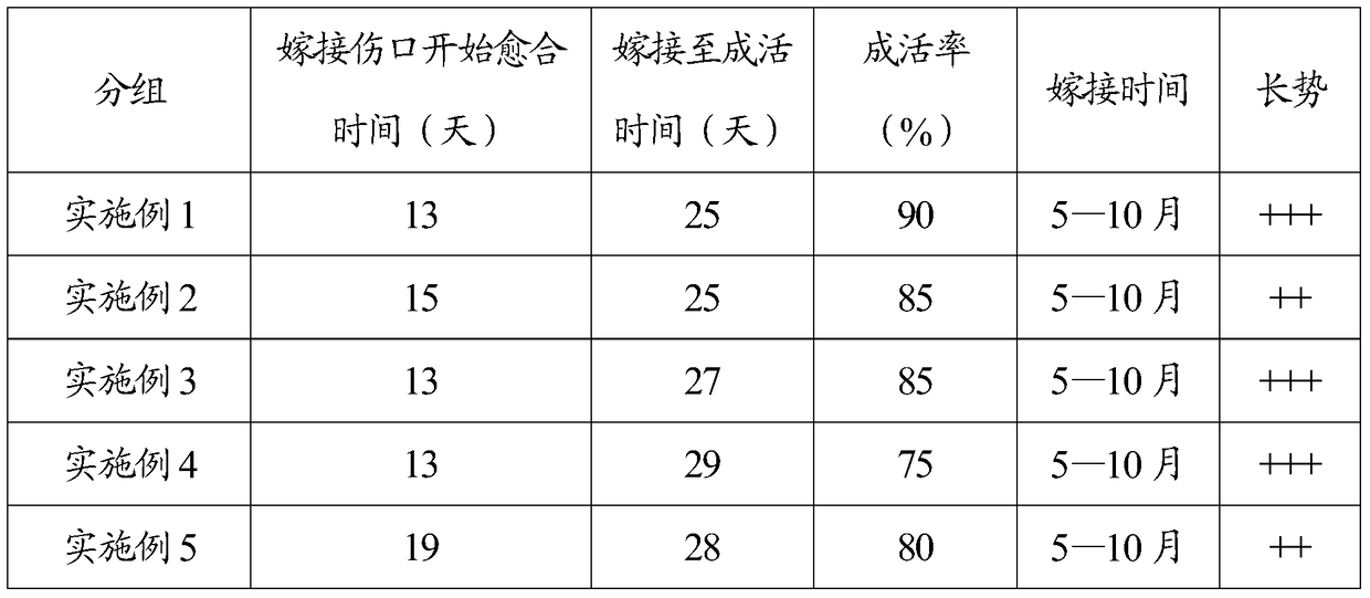 A kind of grafting propagation method of Butterfly maple bud seedling stock