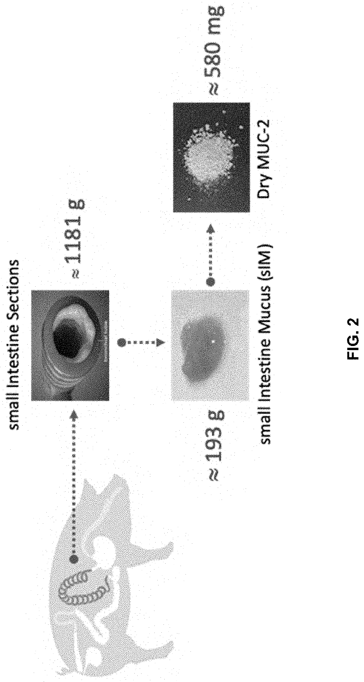 Methods of purifying Mucin