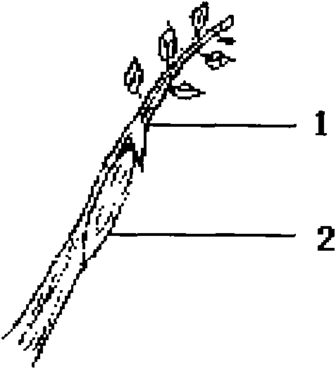 Graft modeling method of branches and ears of trees