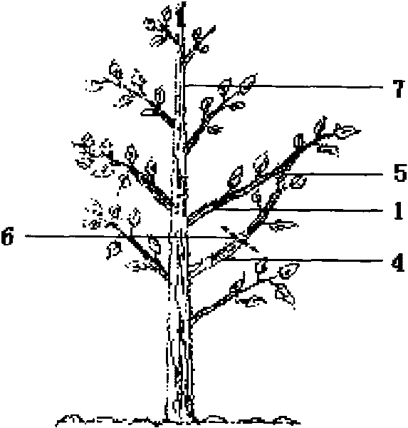 Graft modeling method of branches and ears of trees