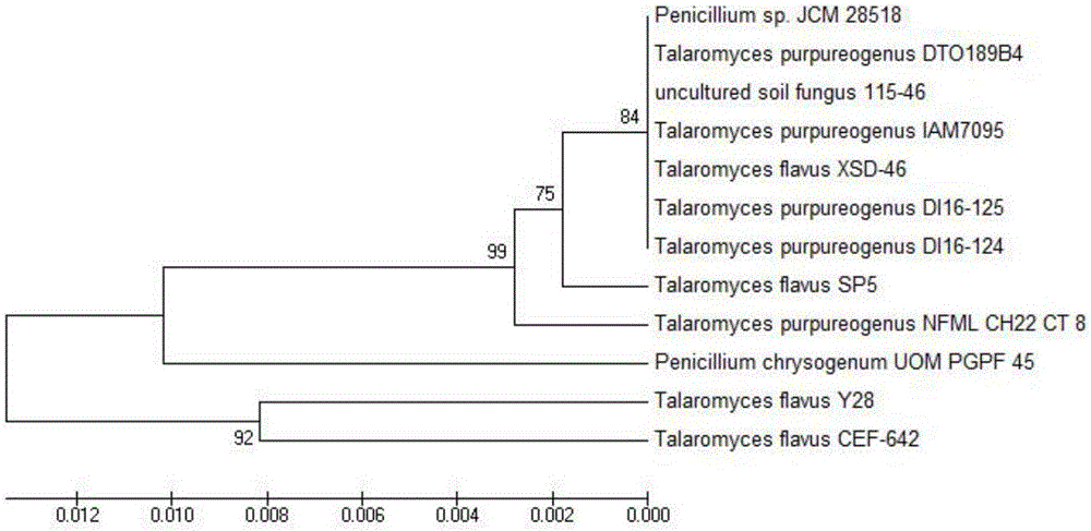 Talaromyces flavus Y28 and application thereof to prevention and control of fruit tree rotten disease